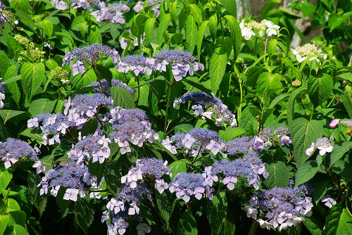 IMGP3173a.jpg (116102 バイト)