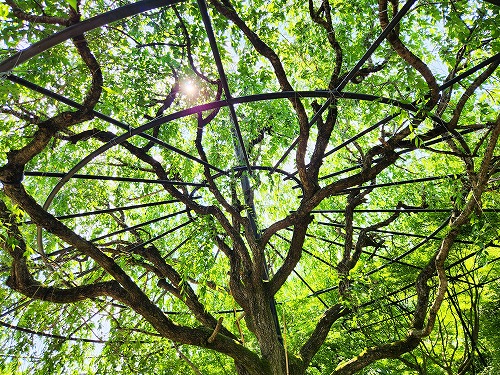 20240611_143537a.jpg (168416 バイト)