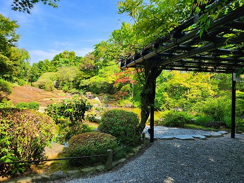 20240611_144513a.jpg (133019 バイト)