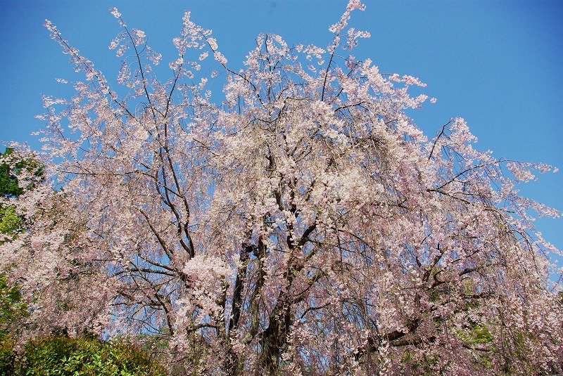 IMGP0391aL.jpg (281432 バイト)