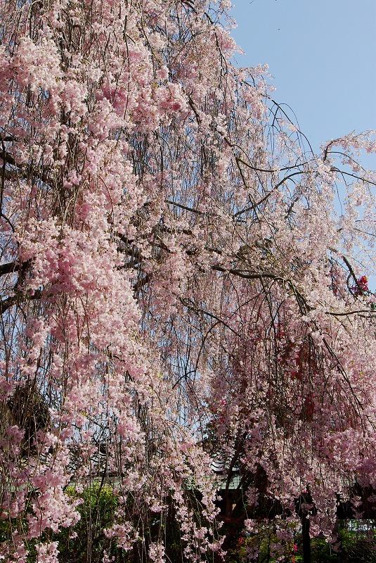 IMGP0491aL.jpg (311598 バイト)