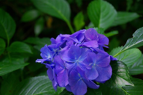 IMGP3184a.jpg (50312 バイト)