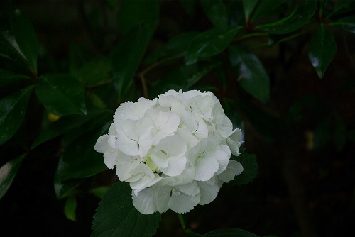 IMGP3186a.jpg (29888 バイト)