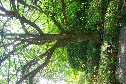 IMGP3200a.jpg (116289 バイト)