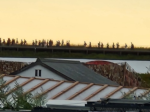 20251010_162003.jpg (44199 バイト)