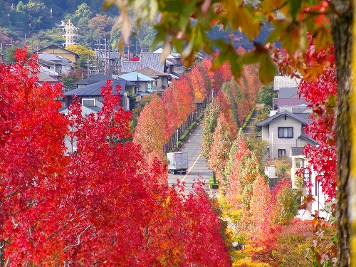 100_0347a.jpg (120227 �o�C�g)