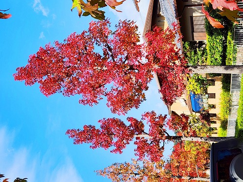 20251111_104056a.jpg (119892 �o�C�g)