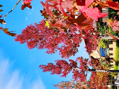 20251111_104102a.jpg (117466 バイト)