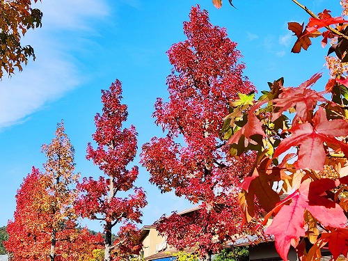 20251111_104108a.jpg (126469 �o�C�g)