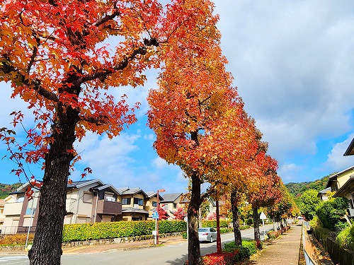 20251111_104624a.jpg (126324 バイト)