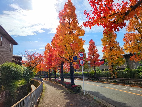 20251111_104713_001a.jpg (112134 バイト)