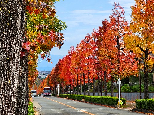 20251111_105351a.jpg (137014 バイト)