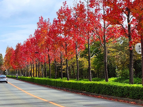 20251111_112212a.jpg (128020 バイト)