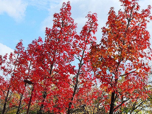 20251111_112409a.jpg (154563 �o�C�g)