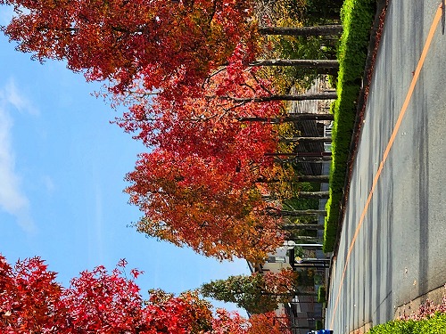 20251111_112609a.jpg (112064 �o�C�g)