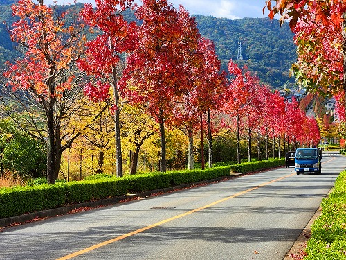 20251111_113145a.jpg (143395 バイト)