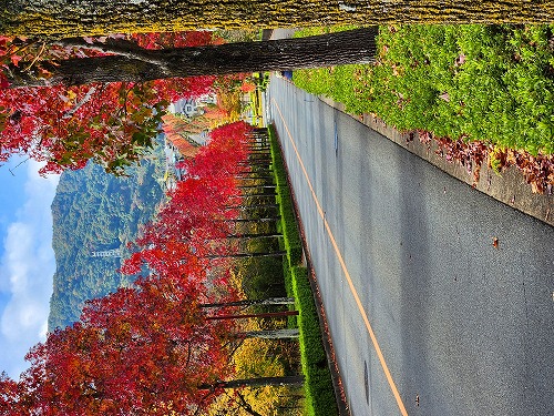 20251111_113656a.jpg (129332 �o�C�g)