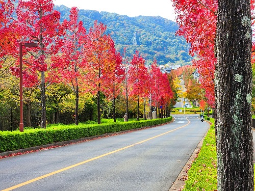 20251111_114112a.jpg (134334 �o�C�g)