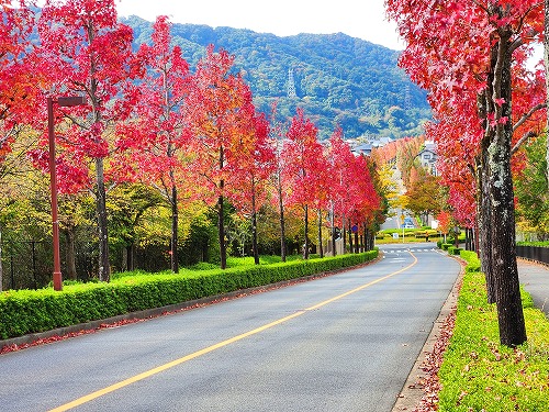 20251111_114130a.jpg (136911 �o�C�g)