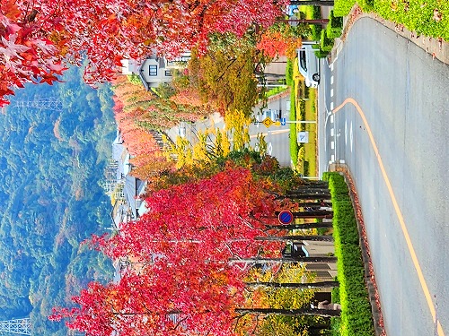 20251111_114142a.jpg (125256 �o�C�g)