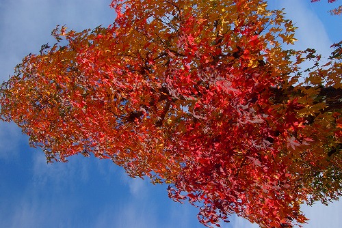 IMGP5947a.jpg (102385 �o�C�g)