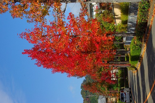 IMGP5952a.jpg (90591 �o�C�g)