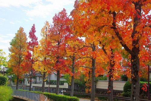 IMGP5968a.jpg (106877 バイト)