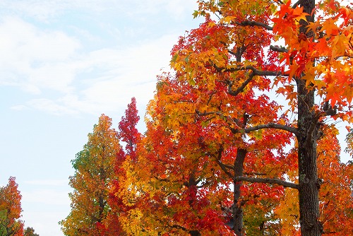 IMGP5969a.jpg (98941 バイト)