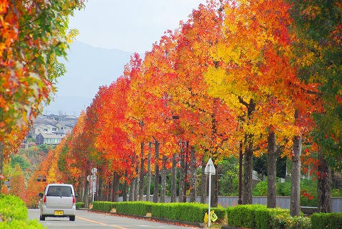 IMGP5972a.jpg (101974 バイト)