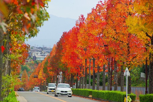 IMGP5973a.jpg (99450 バイト)