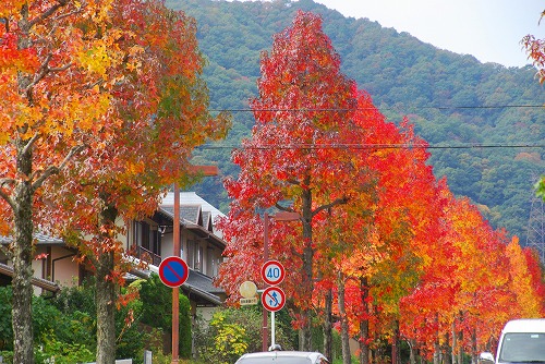 IMGP5980a.jpg (110001 バイト)