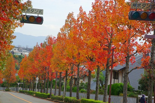 IMGP5982a.jpg (103759 バイト)