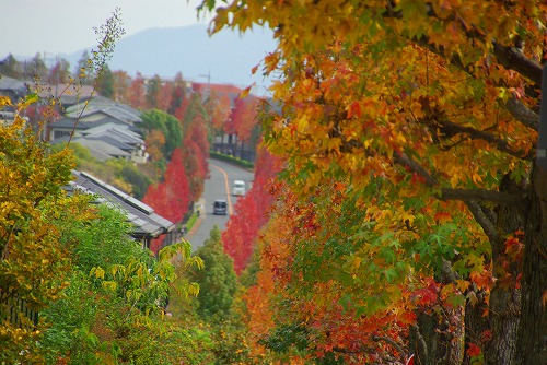 IMGP5983a.jpg (88925 バイト)