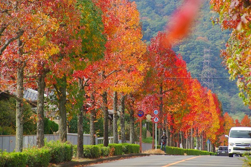 IMGP5986a.jpg (111160 �o�C�g)