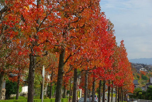 IMGP5989a.jpg (106588 バイト)