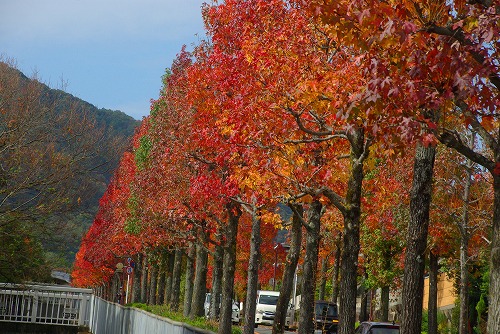 IMGP5990a.jpg (104844 バイト)