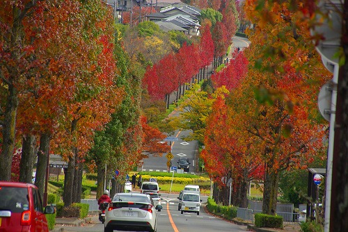 IMGP5993a.jpg (97460 �o�C�g)