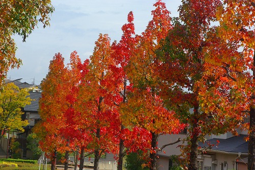 IMGP6001a.jpg (108252 バイト)