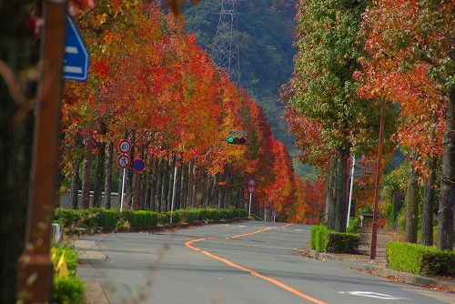 IMGP6003a.jpg (85255 バイト)