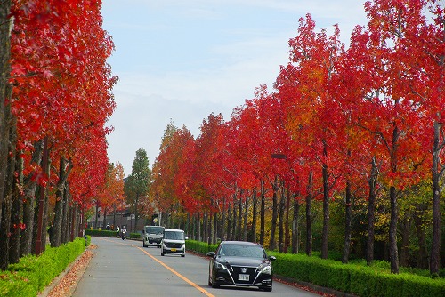 IMGP6007a.jpg (91987 �o�C�g)