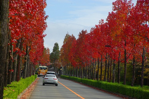 IMGP6010a.jpg (87384 バイト)