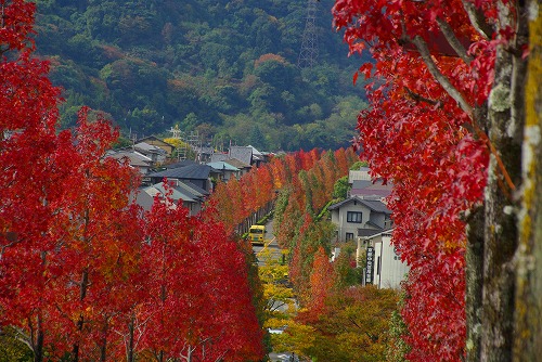 IMGP6011a.jpg (96511 �o�C�g)