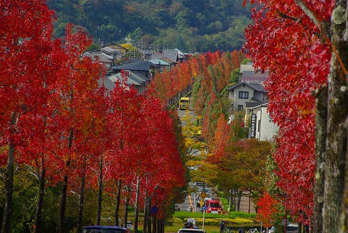 IMGP6012a.jpg (100505 �o�C�g)