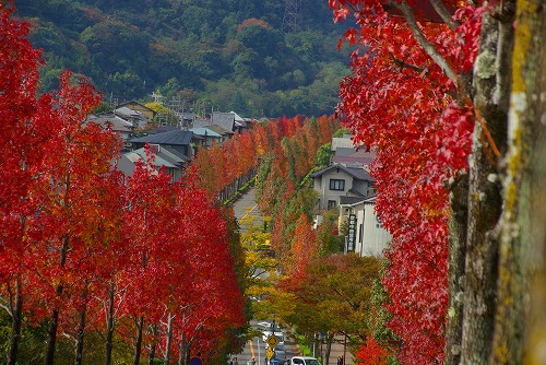 IMGP6014a.jpg (98300 �o�C�g)