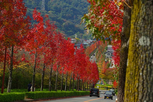 IMGP6016a.jpg (97511 バイト)