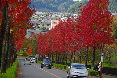 IMGP6022a.jpg (96222 バイト)