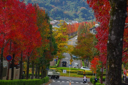 IMGP6027a.jpg (91674 バイト)