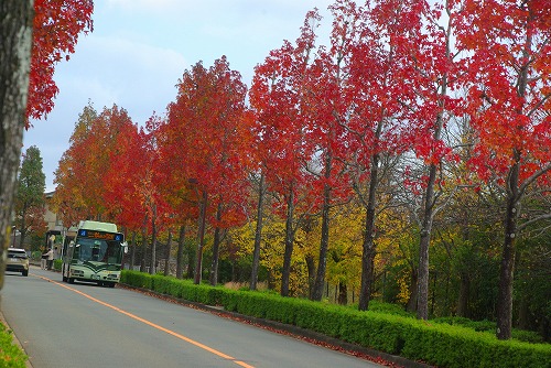 IMGP6029a.jpg (98789 バイト)