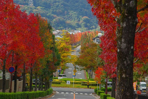 IMGP6031a.jpg (93997 �o�C�g)