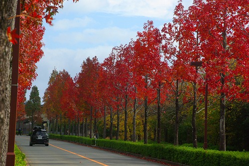 IMGP6036a.jpg (91189 バイト)